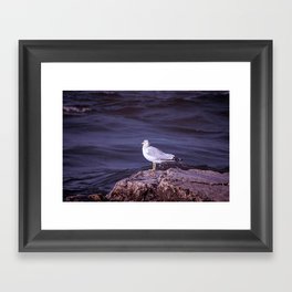 Single Sea Gull on Lake Michigan Stone Shore Framed Art Print