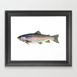 Rainbow Trout Framed Art Print