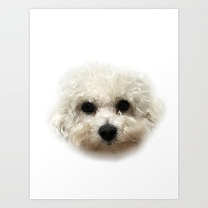 Bolognese new arrivals poodle puppies