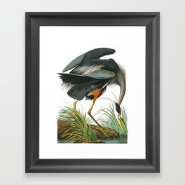 Great Blue Heron by John James Audubon Framed Art Print