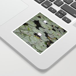 lilly pads Sticker