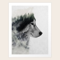 Wolf Stare Art Print
