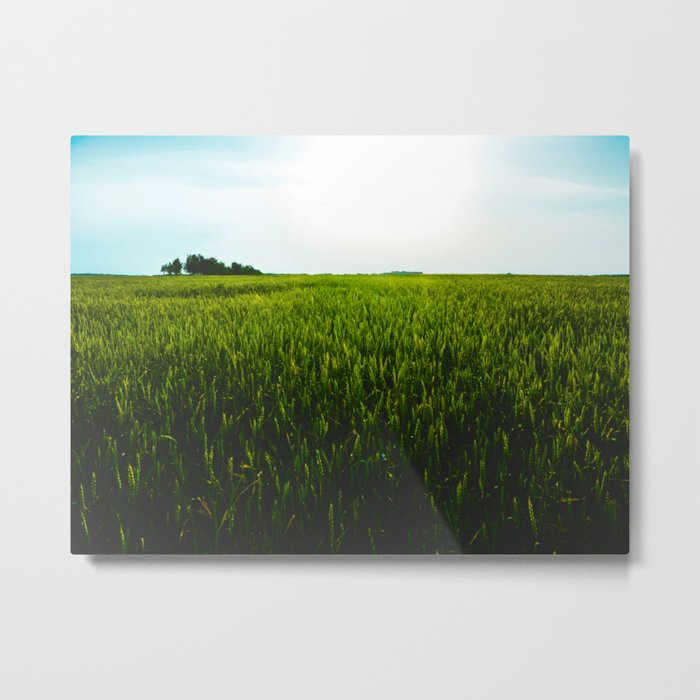 Green Grassy Field With Blue Sky Metal Print