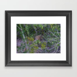 Leopard Staring Contest Framed Art Print