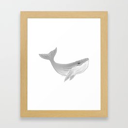 gray whale  Framed Art Print