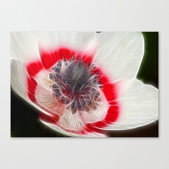 Multi Coloured Anemone Canvas Print
