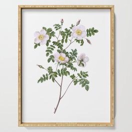 Vintage White Candolle's Rose Botanical Illustration on Pure White Serving Tray
