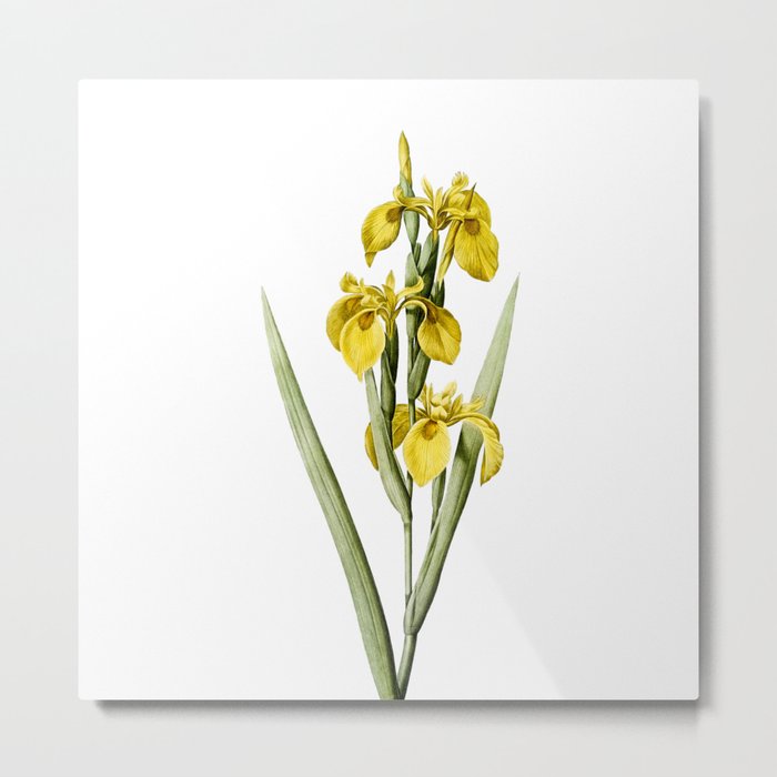 Vintage Irises Botanical Illustration on Pure White Metal Print