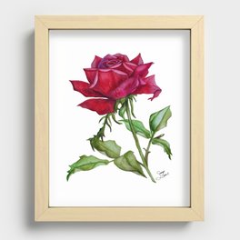 Red Rose Recessed Framed Print