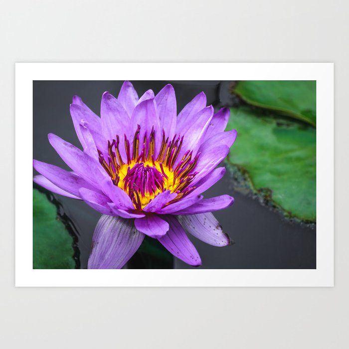 Purple Lily Pad Flower in the Evening Art Print