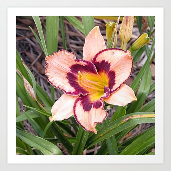 Pink daylily growing in Queensland Art Print