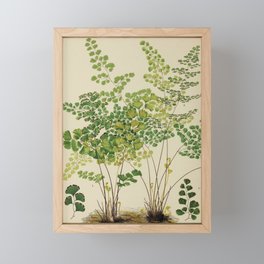 Maidenhair Ferns Framed Mini Art Print