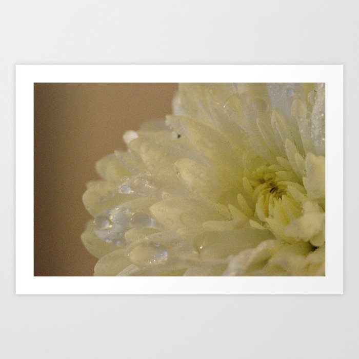 Soft Chrysanthemum Flower Art Print
