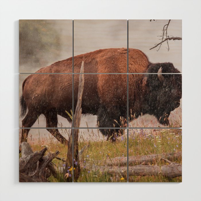 Buffalo In Rain Yellowstone National Park Wildlife Photography Print Wood Wall Art