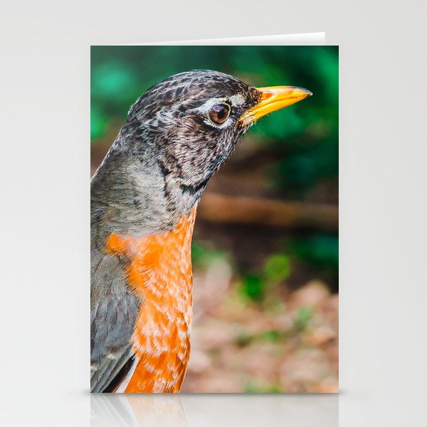 American Robin Photograph Stationery Cards