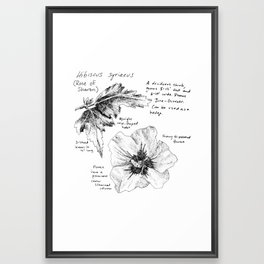 Hibiscus syriacus Framed Art Print