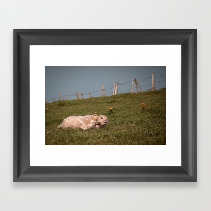 Baby Cow Scratching  Framed Art Print