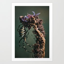 The Wasp Spider (Argiope bruennichi) Art Print