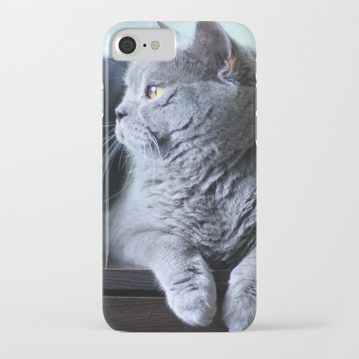 British Shorthair Fat Cat Indoor Portrait Iphone Case By