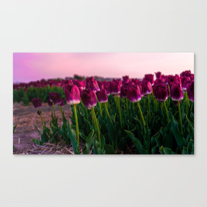 Close-up of pink Tulip in a flower field Canvas Print