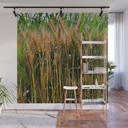 Summer wheat field in the countryside Wall Mural