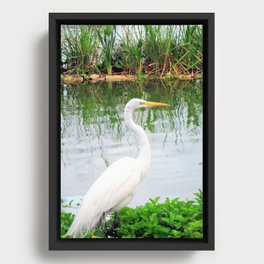 The Great White Egret Framed Canvas