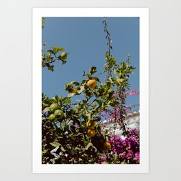 Lemon Tree in bold colors | Portugal | Travel Fine Art Photography | Art Print