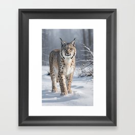 Lynx in the snow Framed Art Print