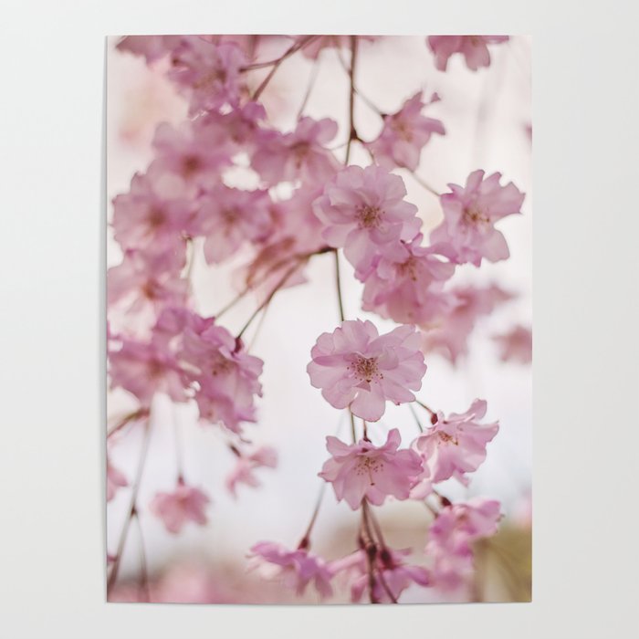 Cherry Blossom Baby Poster