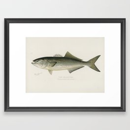 Bluefish Framed Art Print