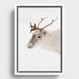Reindeer In The Snow Photo | Lapland Norway In Winter Art Print | Nature  Animal Travel Photography  Framed Canvas