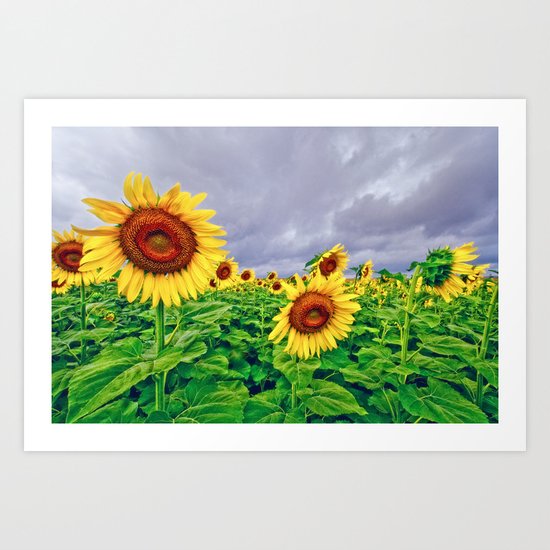 Enchanted Sunflowers Art Print