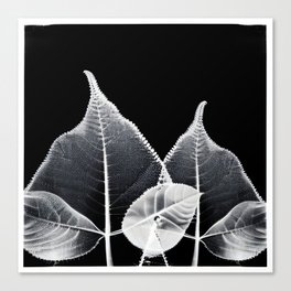 Black and White Minimalist Transparent Leaves Canvas Print