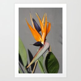 Exotic Beauty Of Bird Of Paradise Flower Art Print | Birdofparadise, Craneflower, Photo, Birdsofparadise, Floral, Multicoloredflower, Exoticplant, Bloom, Paradiseflower, Flowers 