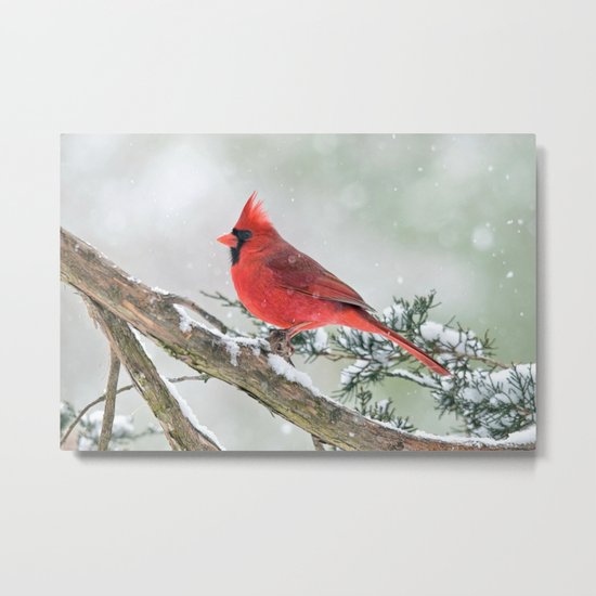 Cardinal Holding Steady in the Storm Metal Print