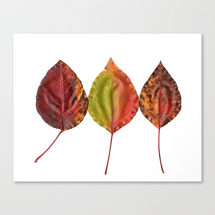 Fal Leaves Mother Nature Canvas Print