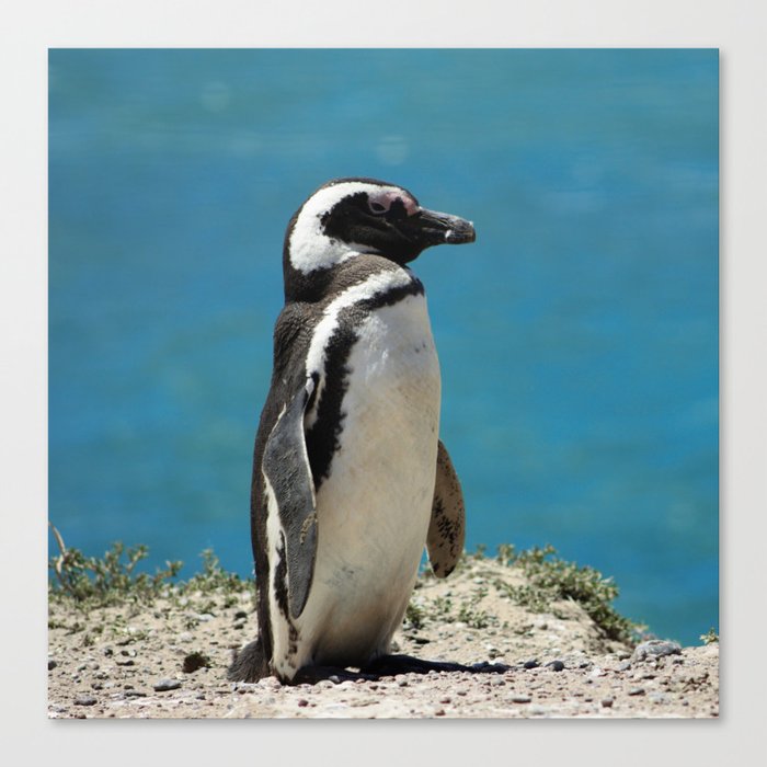 Argentina Photography - Beautiful Magellanic Penguin At The Ocean Shore Canvas Print