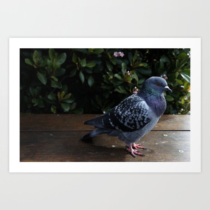 Pigeon Art Print