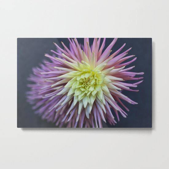 Pink and White Dahlias Metal Print