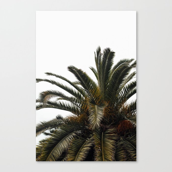 Palm Tree | Greens | Turkey Istanbul | Travel photography Canvas Print