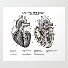 Heart Anatomy Art Print
