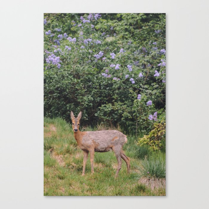 deer & lilacs Canvas Print
