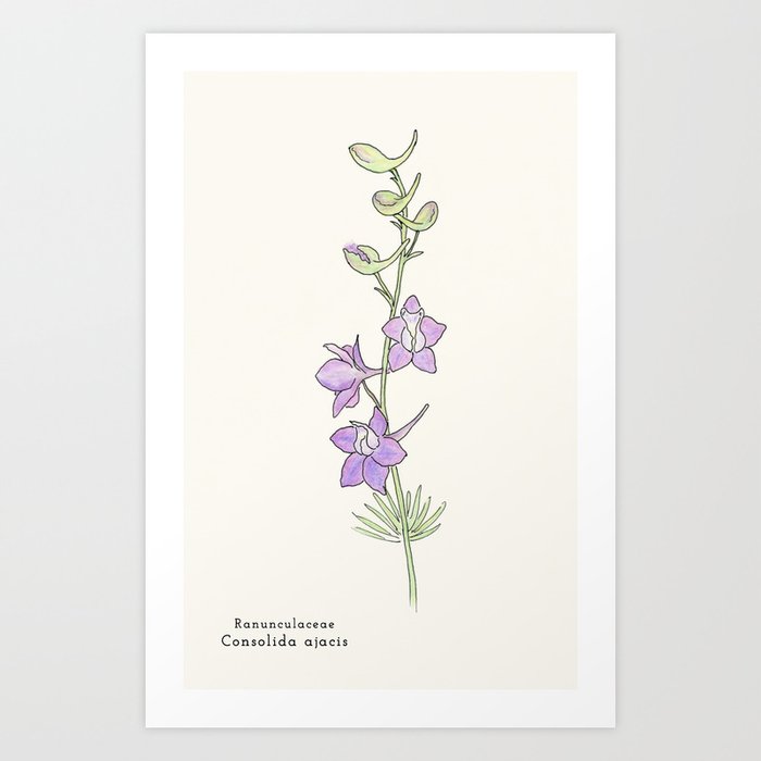 Ligne claire 1: Doubtful Knight's Spur (Consolida ajacis) Art Print