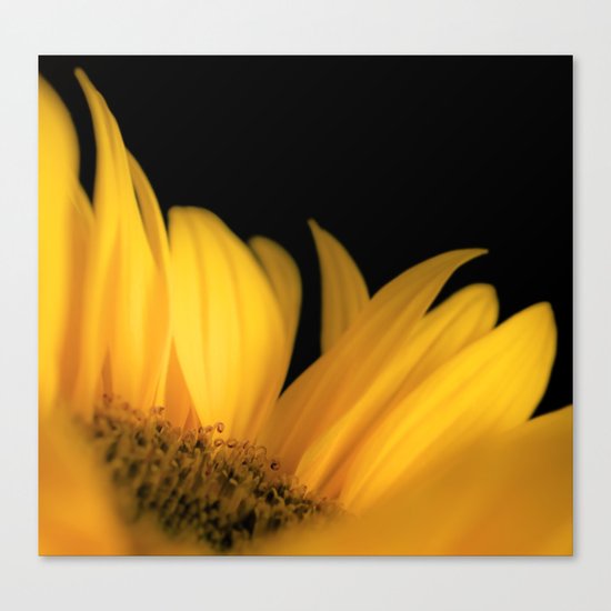 Yellow petals Canvas Print