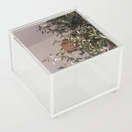 Olive Tree Still Live - Mediterranean Style Interior Photograph - Nature & Interior Photography Acrylic Box