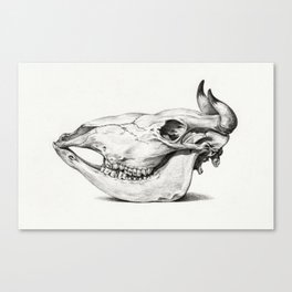 Bull Skull Illustration Canvas Print
