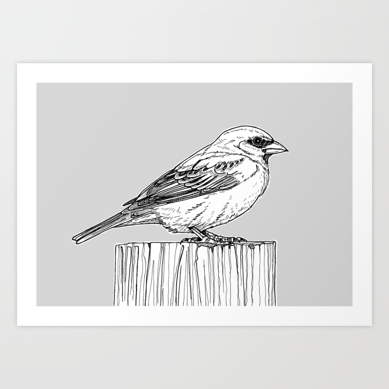 Sparrow Bird Drawing Art Print By Artyadz Society6  vintage japanese drawing, peonies and sparrow square wall clock. sparrow bird drawing art print by artyadz