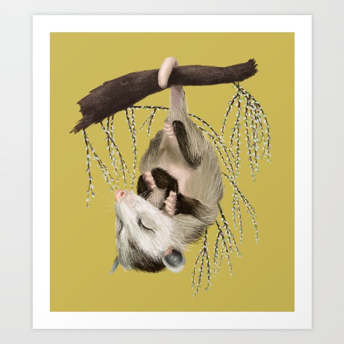Sleeping Baby Opossum  Art Print