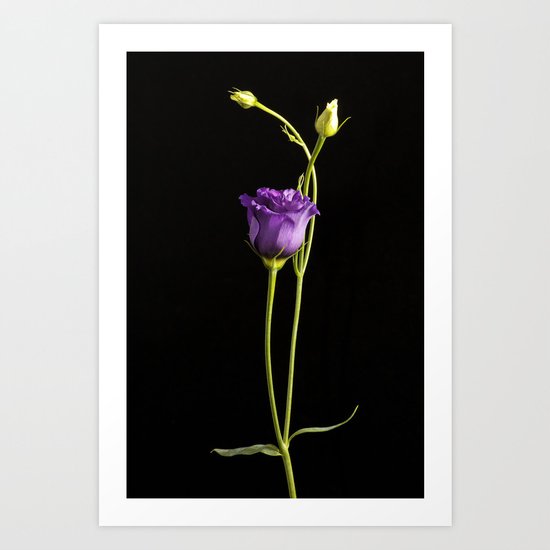 Lonely Lisianthus Art Print