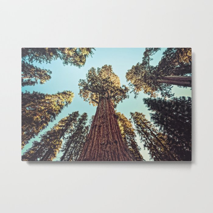 The Largest Tree in the World Metal Print